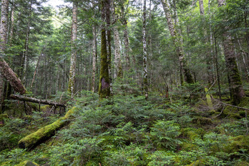 Fototapeta premium 信州 白駒の池 苔と原生林