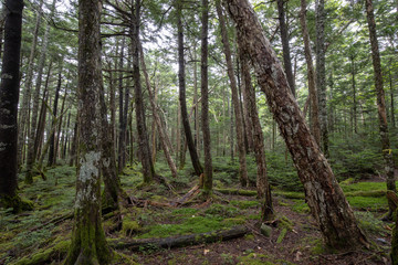 Fototapeta premium Shinshu Shirakoma Pond Mech i pierwotny las