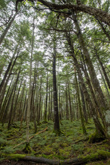 信州　白駒の池　苔と原生林