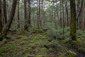 Obraz premium 信州 白駒の池 苔と原生林