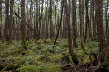 信州　白駒の池　苔と原生林