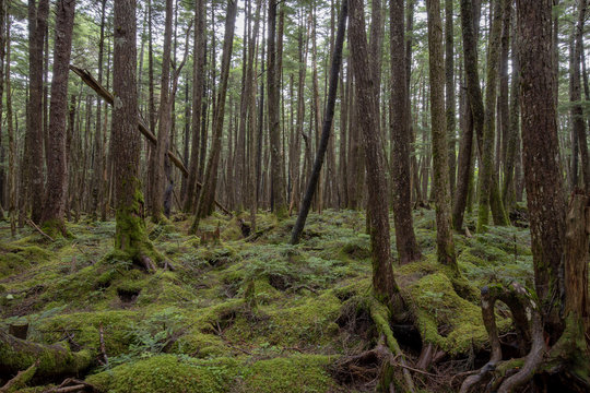 信州 白駒の池 苔と原生林 © HIROSHI H