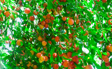 mirabelle plum fruit in tree