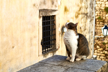 homeless princess cat looking for food in the old town