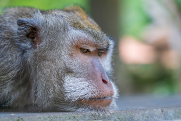 Wild monkey family at sacred monkey forest in Ubud, island Bali, Indonesia