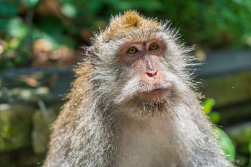 Wild monkey family at sacred monkey forest in Ubud, island Bali, Indonesia