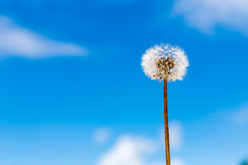 White dandelion with brown green stem on the background of blue sky with white clouds. Summer. Greeting card concept. At the calendar.