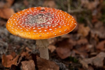 Amanita muscaria, Fly Agaric, growing on leafy woodland floor