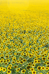 Magnificent field of sunflower. summer season. Background image. For advertising margarine, butter.