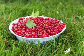 Red currant berries on twigs in a white plate or saucer stands on green grass. Chamomile. Summer.