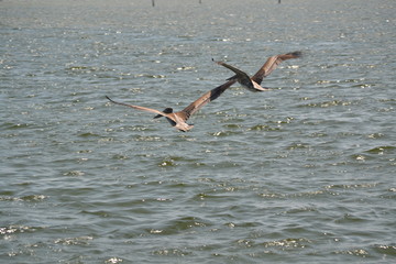 brown pelican in flight