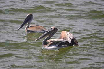 The Brown Pelican