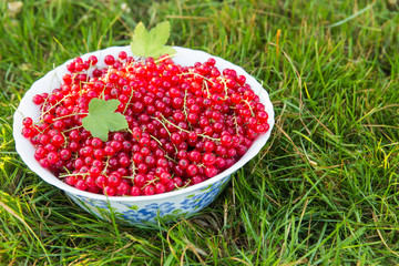 Red currant berries on twigs in a white plate or saucer stands on green grass.