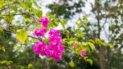 Bougainvillea blooms in the garden