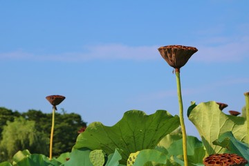 蓮池　夏　咲き終り　大賀ハス　茨城