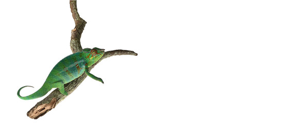 Fototapeta premium Chameleon Climbing on a branch