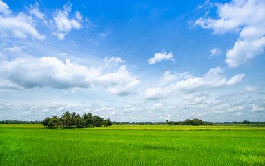 Beautiful green rice field with blue sky in water season, Thailand. Agriculture, farming, Asian culture and tradition background concept.