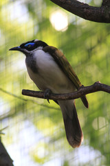 entomyzon cyanotis bird