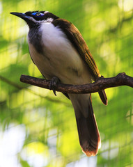 entomyzon cyanotis bird