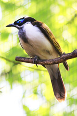 entomyzon cyanotis bird