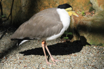vanellus miles bird