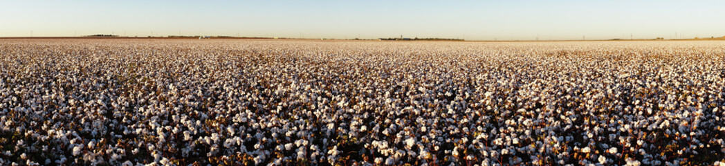 Super Panoramic View Glowing White Bols Top Mature Cotton Plants
