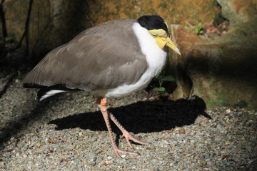 vanellus miles bird