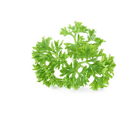 Fresh green organic parsley on white background