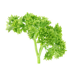 Fresh green organic parsley on white background