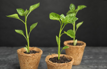 Vegetable seedlings in peat pots on table against black background
