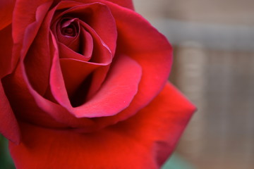 Fototapeta premium rose