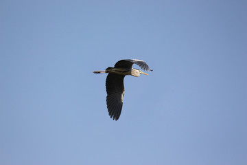 bald eagle in flight