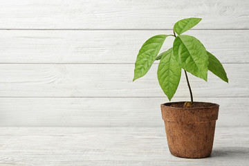 Young avocado sprout with leaves in peat pot on table against white wooden background. Space for...