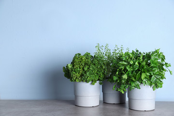 Seedlings of different aromatic herbs on grey marble table near blue wall