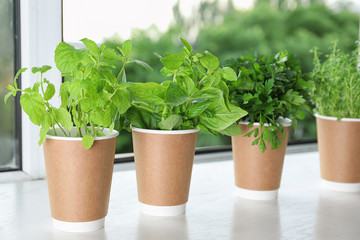 Fototapeta na wymiar Seedlings of different aromatic herbs in paper cups on white wooden window sill