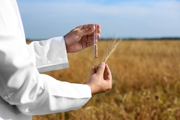 Agronomist holding test tube with wheat grains in field, closeup. Cereal farming