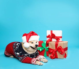 Cute Akita Inu dog in Christmas sweater and Santa hat near gift boxes on blue background