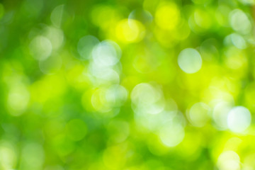 Abstract natural green circular bokeh background of tree in summer.