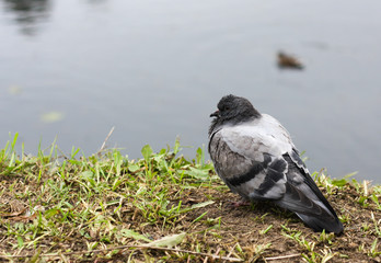 Grey black pigeon on the river bank