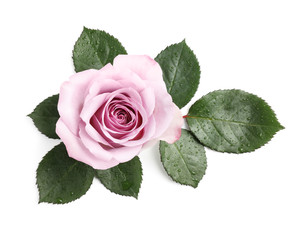Naklejka premium Beautiful blooming rose flower on white background, top view