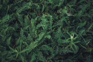 Green grass with small leaves. View from above. Top view.