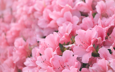 Obraz premium Close up of beautiful pale pink flower petals blossoming in spring season. Soft pastel color effect background with copy space for text and love message.