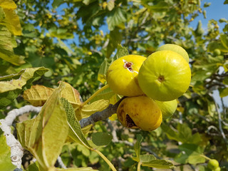 figs ripe yellow on the tree fresh leaves sky