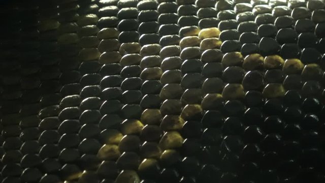 Closeup shot of the living Burmese python skin, beautiful texture, 4K