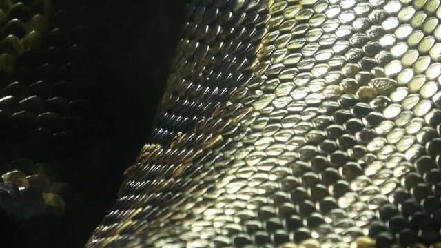 ビルマニシキヘビのアップ 4K/ Closeup of Burmese python skin