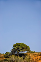 Obraz premium Pine Tree and Blue Sky On Portuguese Algarve coast