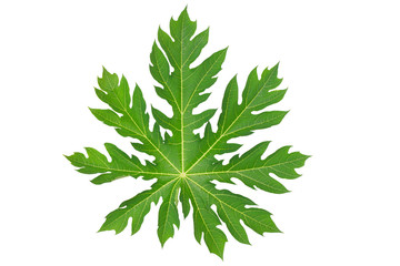 Papaya leaf isolated on white background