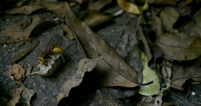 close-up on the fallen dry leaves hornet eats mol