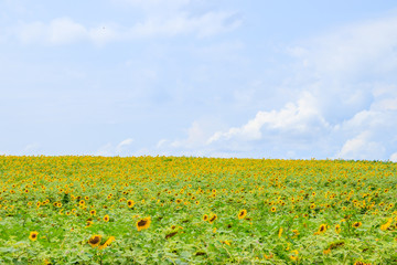 A field of sunflowers. Big yellow flowers field. Flowers with seeds.