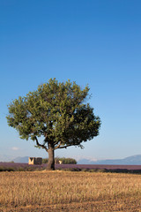 House Ruin And Tree In Provence